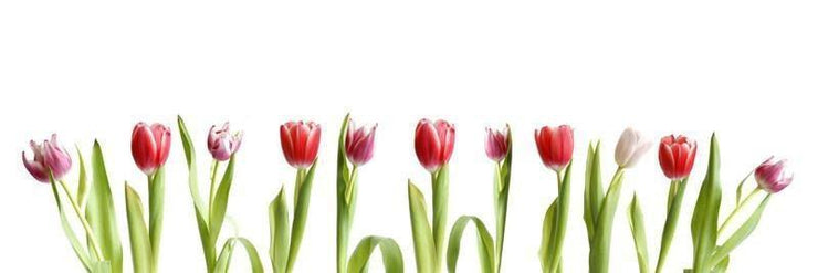 Row of Colorful Tulips Wall Mural-Florals,Panoramic,Featured Category of the Month-Eazywallz