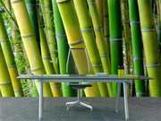 Serene Bamboo Wall Mural-Landscapes & Nature,Zen-Eazywallz