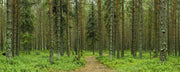 Silent Forest Wall Mural-Landscapes & Nature,Panoramic-Eazywallz