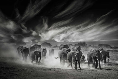 Photo Wallpaper Sky, Dust and Elephants