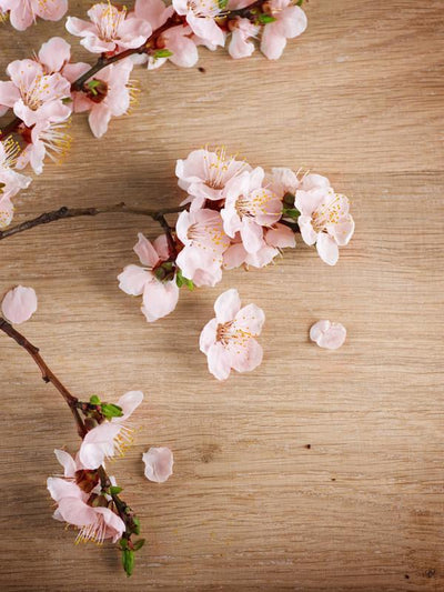 Spring blossom Wall Mural-Florals,Featured Category of the Month-Eazywallz