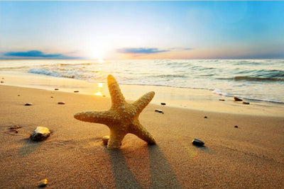 Starfish at sunset Wall Mural-Animals & Wildlife,Tropical & Beach,Landscapes & Nature-Eazywallz