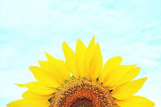 Sunflower Wall Mural-Florals,Featured Category of the Month-Eazywallz