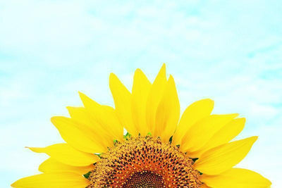 Sunflower Wall Mural-Florals,Featured Category of the Month-Eazywallz