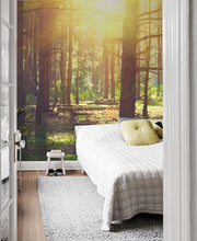 Sunlight in Old Forest Wall Mural-Landscapes & Nature-Eazywallz
