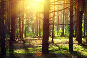 Sunlight in Old Forest Wall Mural-Landscapes & Nature-Eazywallz