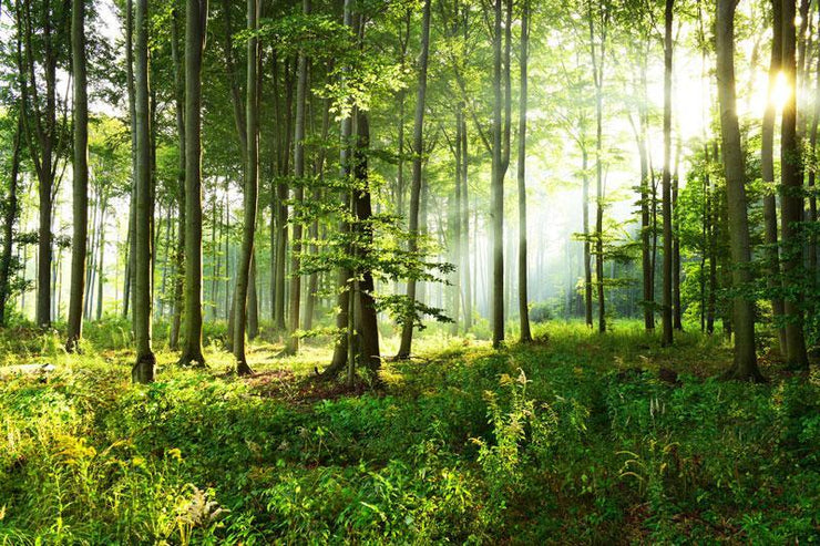 Sunny Morning Forest Wall Mural-Landscapes & Nature-Eazywallz