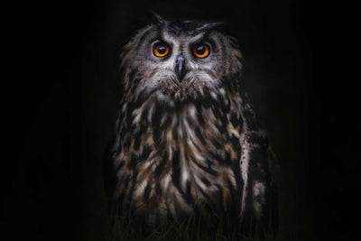 Photo Wallpaper The Owl