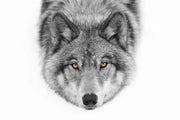 Photo Wallpaper The Wolf