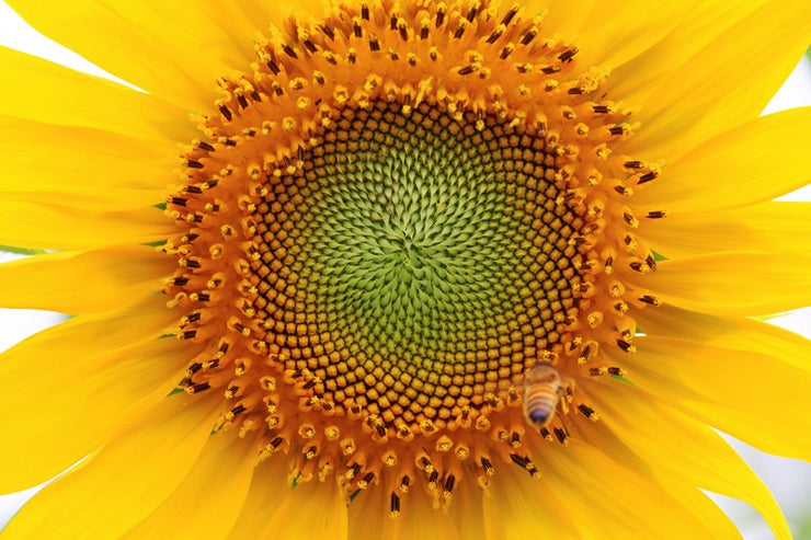 Shining Sunflower Wallpaper Mural