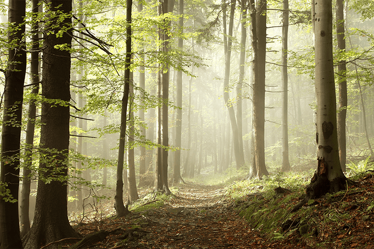 Trail Through Misty Autumn Woods Wall Mural-Landscapes & Nature-Eazywallz