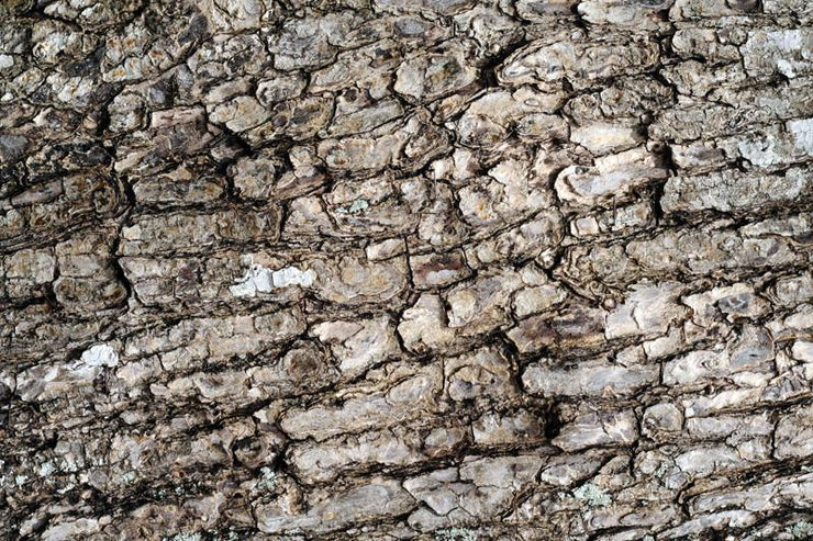 Tree bark texture Wall Mural-Macro,Textures-Eazywallz