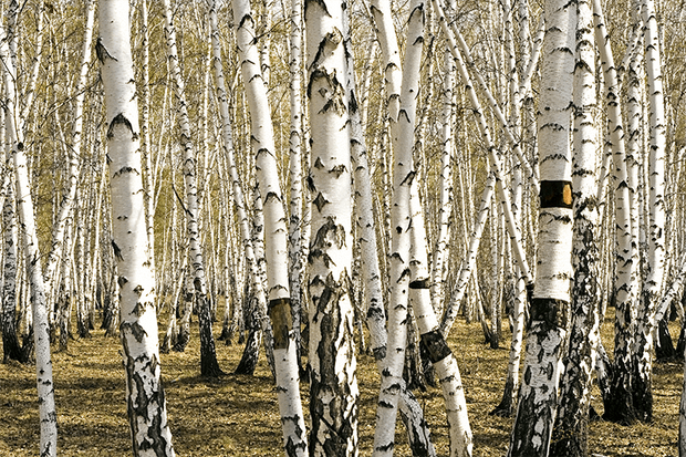 Tree Birch in Spring Wall Mural-Landscapes & Nature-Eazywallz