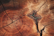 Tree ring texture Wall Mural-Textures-Eazywallz