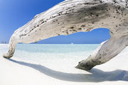 Tree trunk on the white sand Wall Mural-Tropical & Beach-Eazywallz