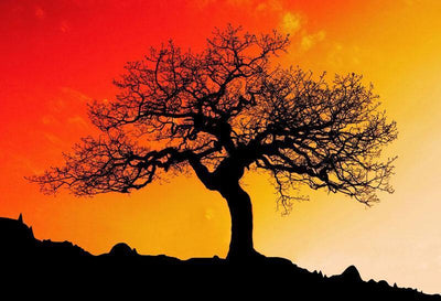 Tree Under Sunset Wall Mural-Landscapes & Nature-Eazywallz