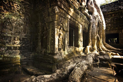 Trees in Angkor Temple, Cambodia Wall Mural-Buildings & Landmarks,Landscapes & Nature-Eazywallz