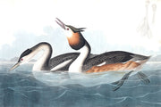 Crested Ducks Wallpaper Mural