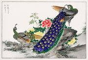Vintage Peacock and Peony Wallpaper Mural-Landscapes & Nature-Eazywallz