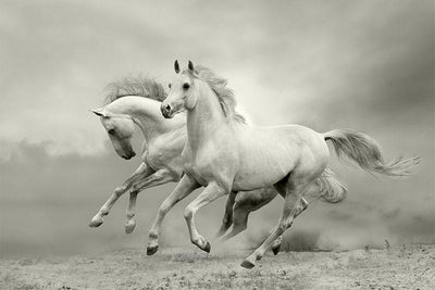White Horses in the Summer Wall Mural-Animals & Wildlife,Black & White-Eazywallz