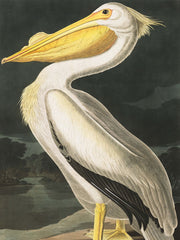 White Pelican