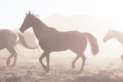 Wild Horses Wallpaper Mural-Animals & Wildlife,Black & White-Eazywallz