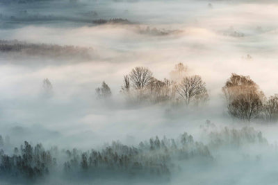 Photo Wallpaper Winter Fog