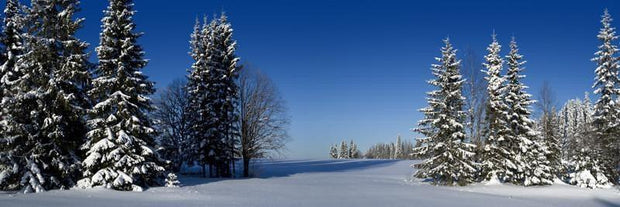 Winter Forest Panoramic Wall Mural-Landscapes & Nature,Panoramic-Eazywallz