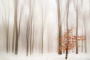 Photo Wallpaper Winter