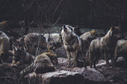 Wolves in the Wild-Animals & Wildlife-Eazywallz